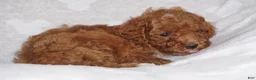 Miniature Poodle dogs for sale: GEORGE - Ad 6