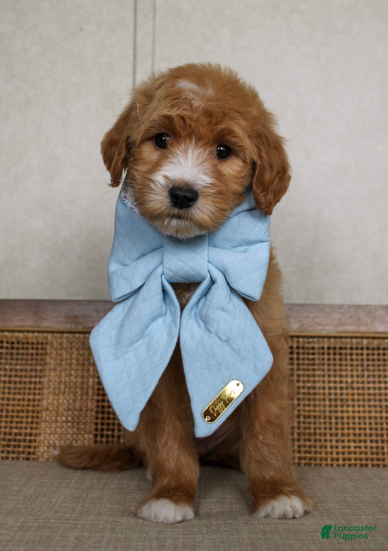 Goldendoodle dogs Coco - Ad 40