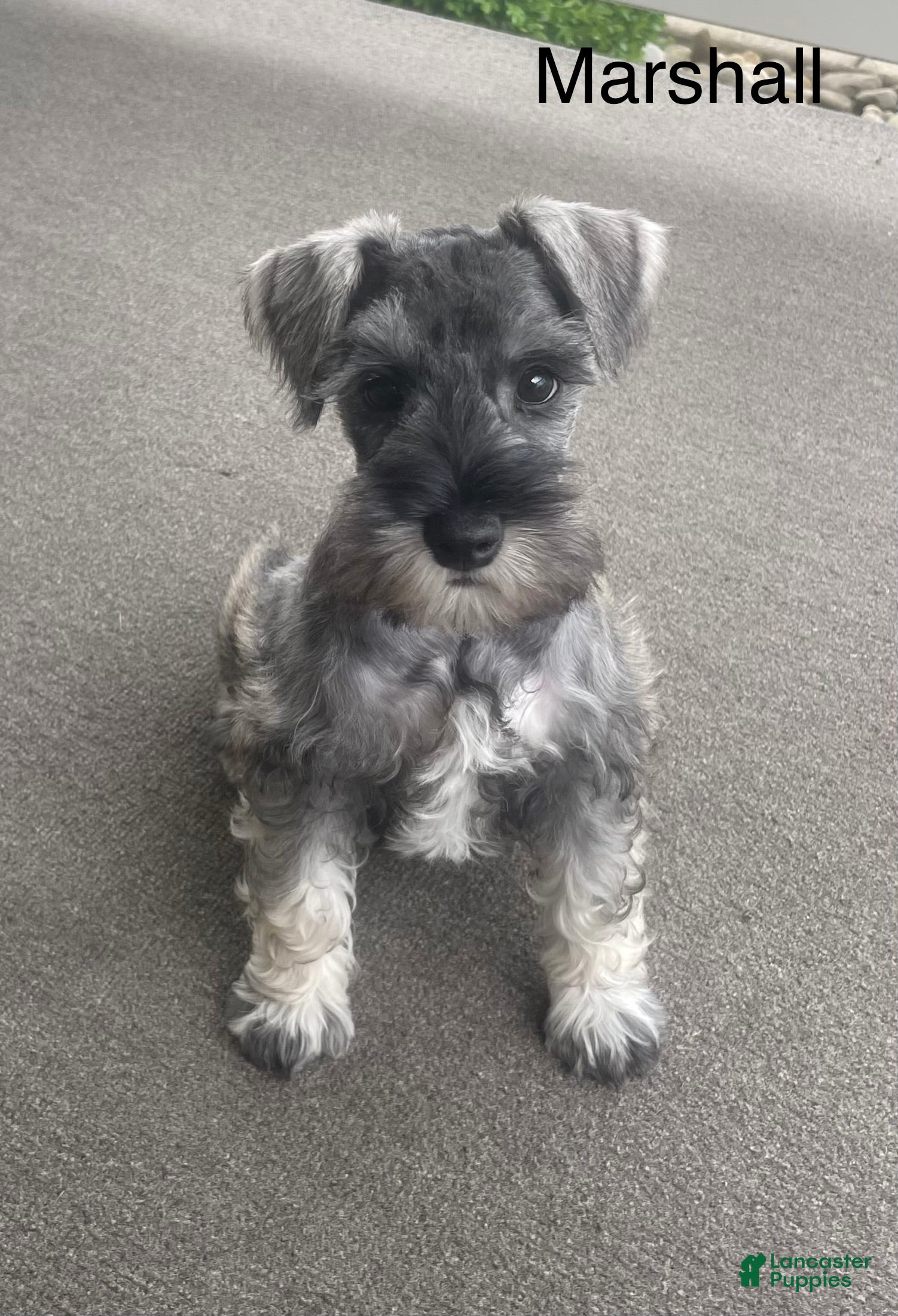 Miniature Schnauzer dogs Miniature Schnauzer Puppy 4 Marshall - Ad 1
