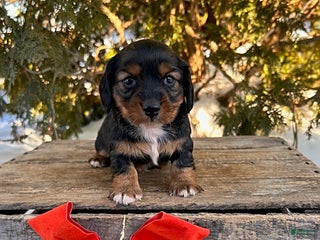 Dachshund dogs Juliet - Ad 12