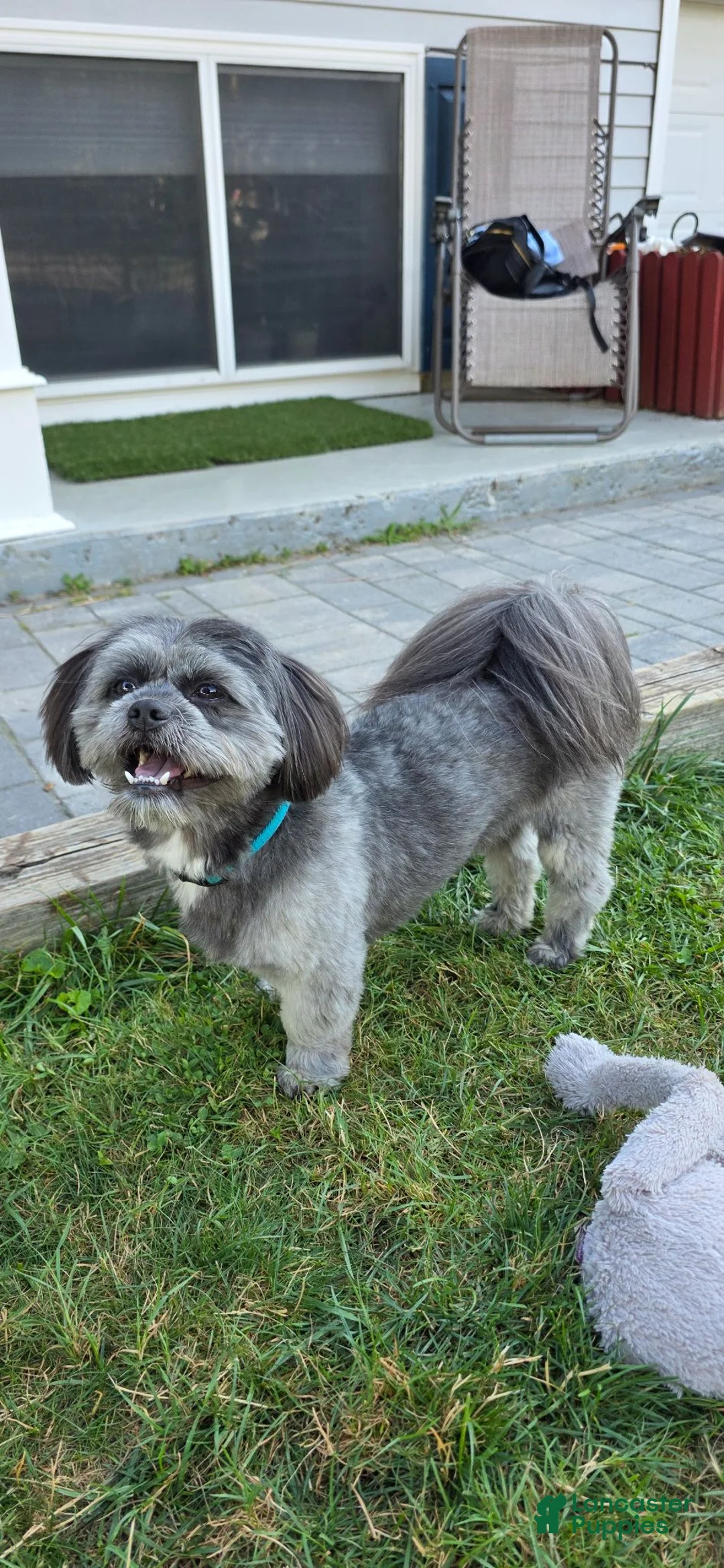 Shihpoo dogs for stud: Ash and GiGi - Ad 2