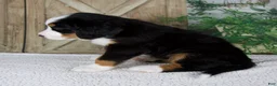 Bernese Mountain Dog dogs for sale: Eva - Ad 4