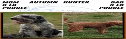 Miniature Poodle dogs for sale: Hazel - Ad 13