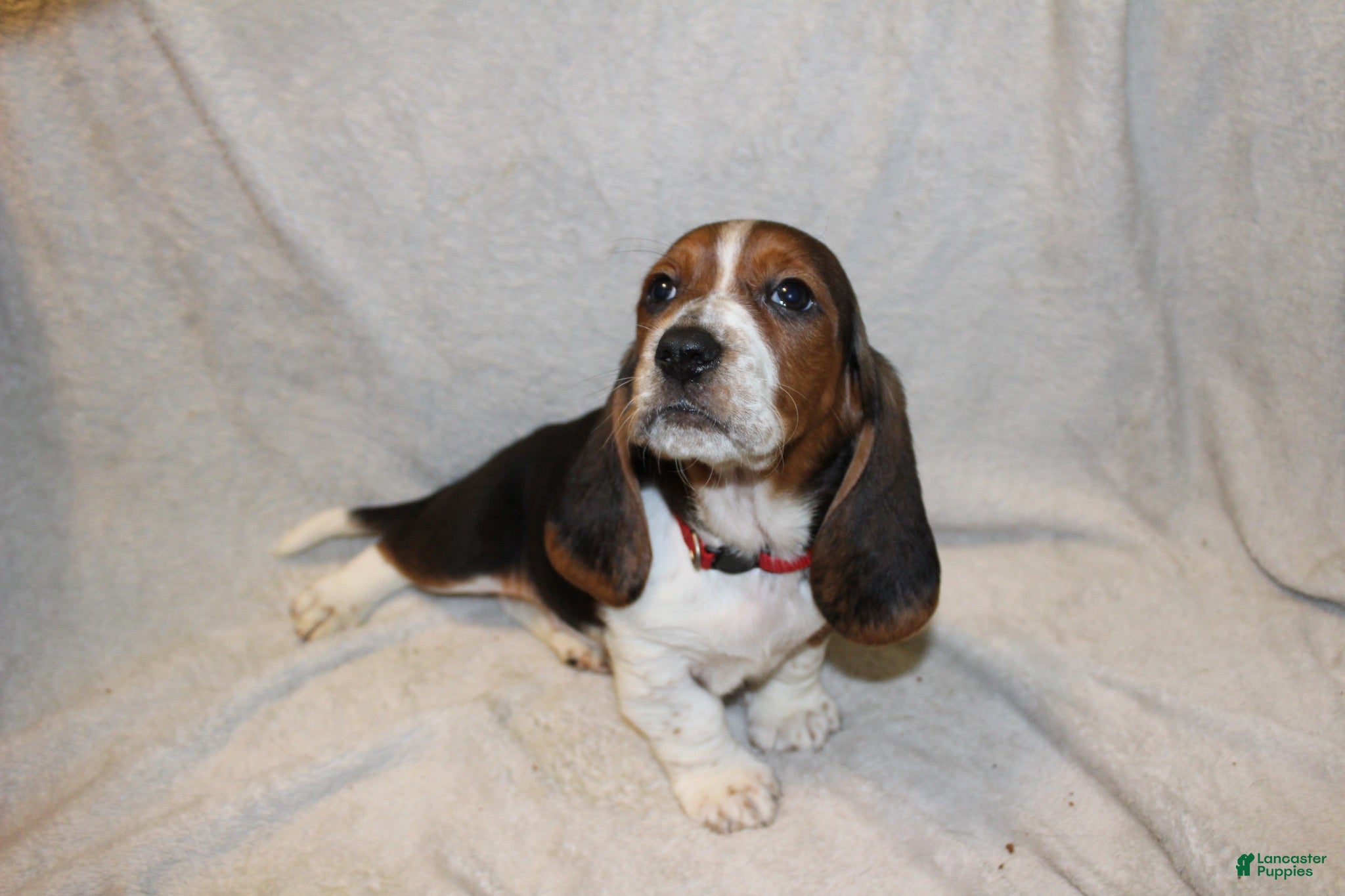Basset Hound dogs RJ - Ad 17
