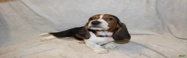 RJ