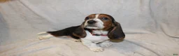 Basset Hound dogs for sale: RJ - Ad 1