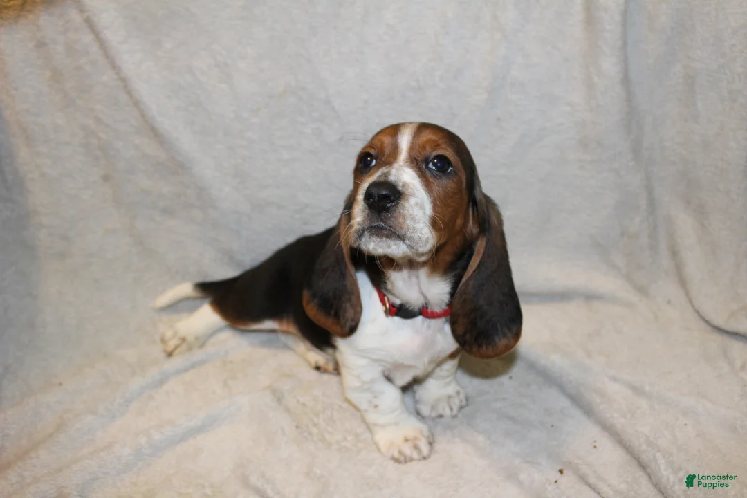 Basset Hound dogs for sale: RJ - Ad 1