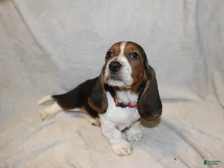 Basset Hound dogs RJ - Ad 17