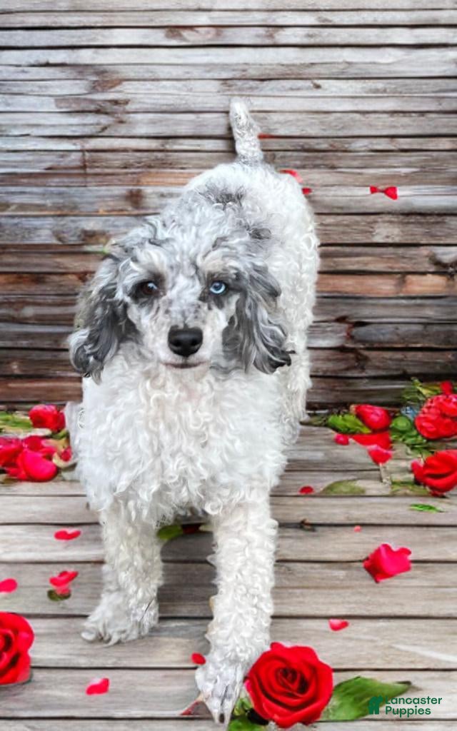 Miniature Poodle dogs Miniature Poodle 1- Bridget - Ad 2
