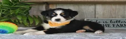 Australian Shepherd dogs for sale: Leo - Ad 1
