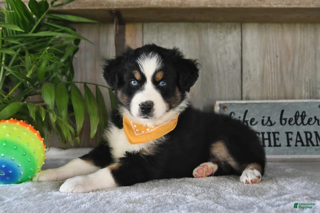 Australian Shepherd dogs for sale: Leo - Ad 1