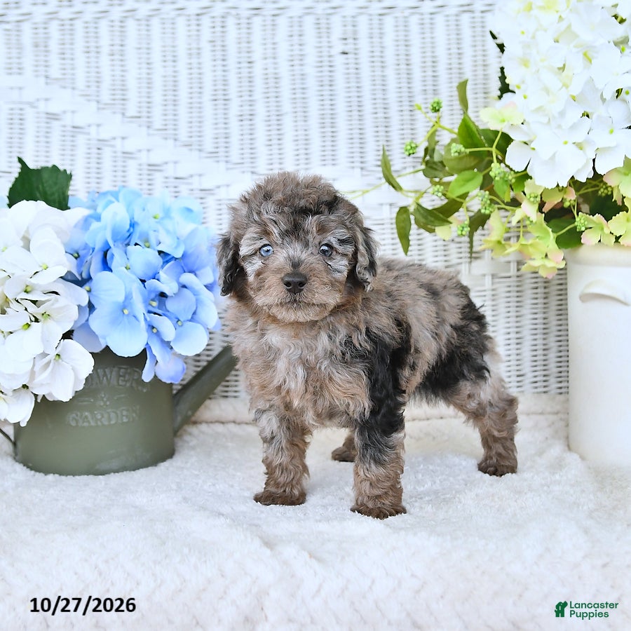 Mini Aussiedoodle dogs for sale: Elsie - Ad 2