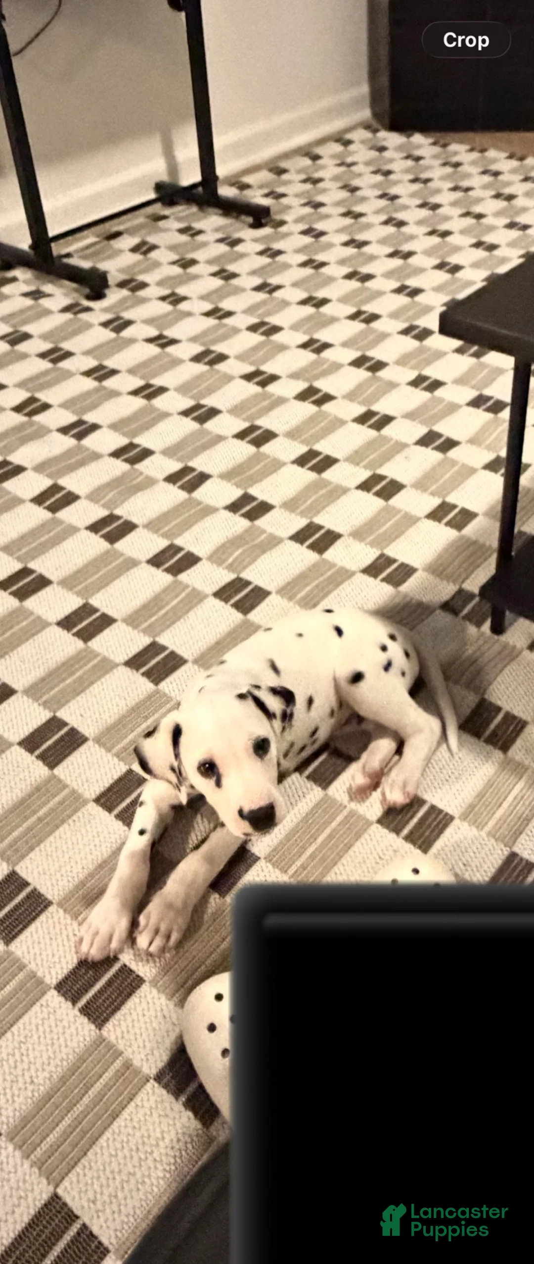 Dalmatian dogs for sale: Dalmatian Puppy 1 - Ad 3