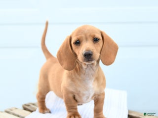 Dachshund dogs - Ad 24