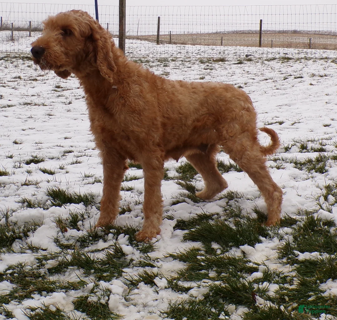 Goldendoodle dogs for sale: Goldendoodle Puppy 1 Laina - Ad 3