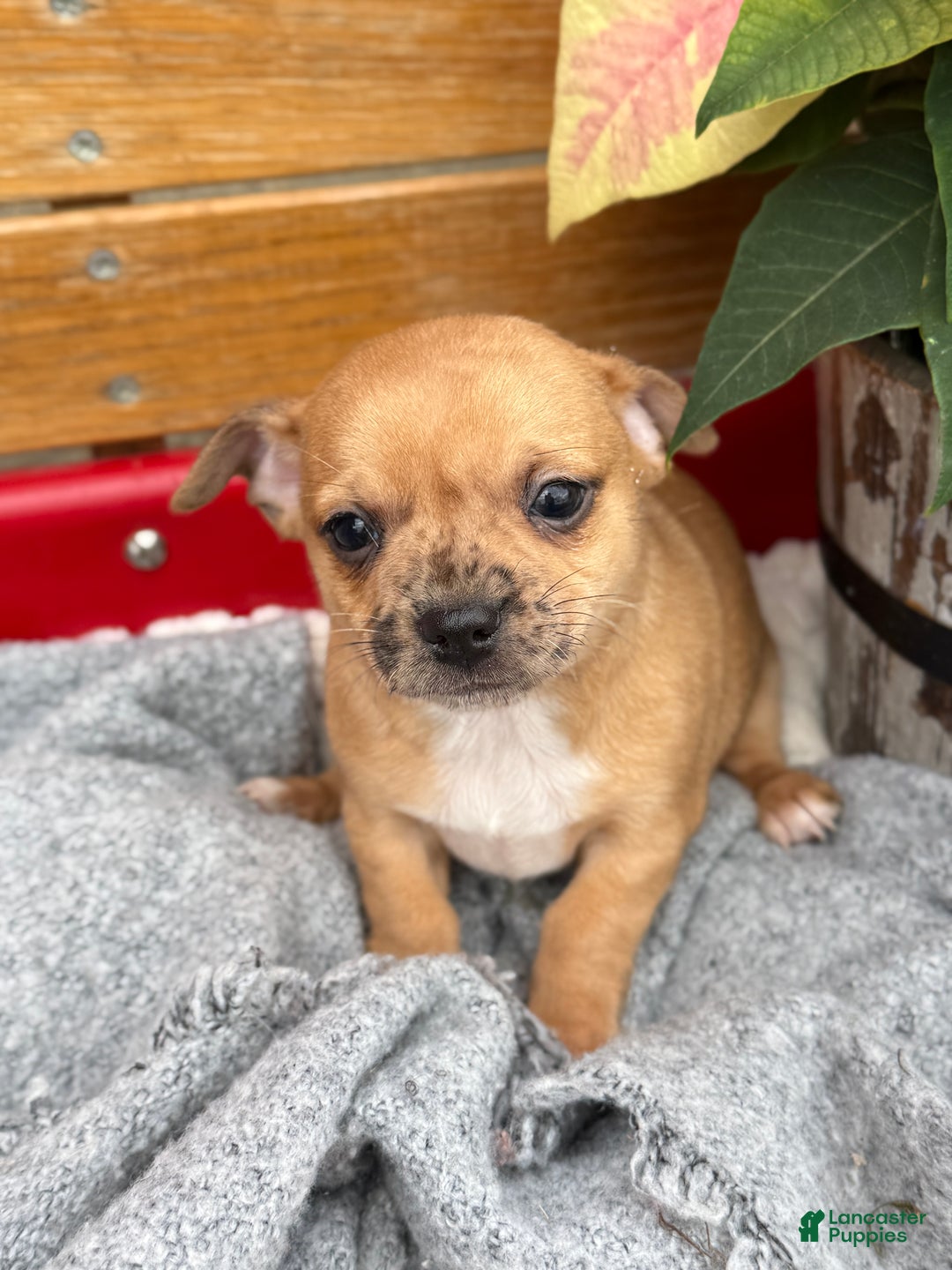 Chihuahua dogs for sale: Cocoa - Ad 1