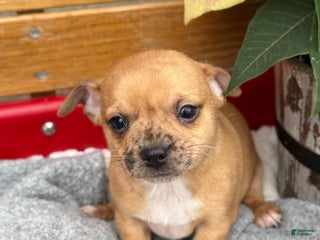 Chihuahua dogs Cocoa - Ad 3