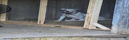 American Bulldog dogs for sale: American Bulldog 7 - Ad 4