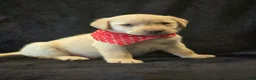 Labrador Retriever dogs for sale: Labrador Retriever 1 - Ad 2