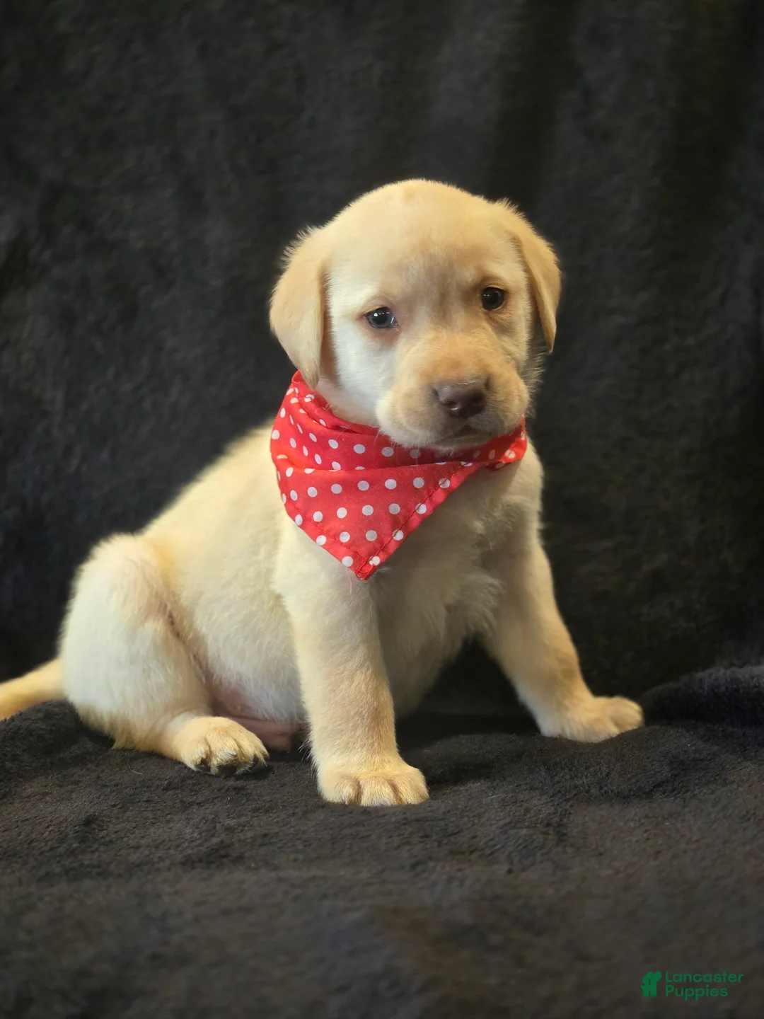 Labrador Retriever dogs for sale: Labrador Retriever 1 - Ad 2