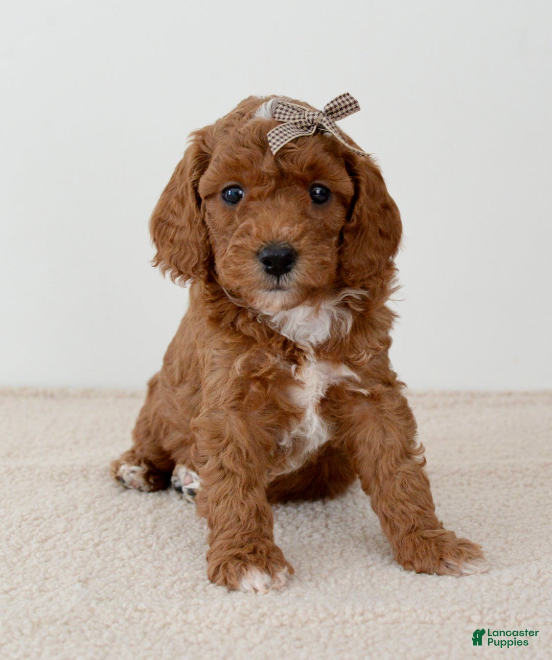 Mini Goldendoodle dogs for sale: Sprinkle-petite  - Ad 3