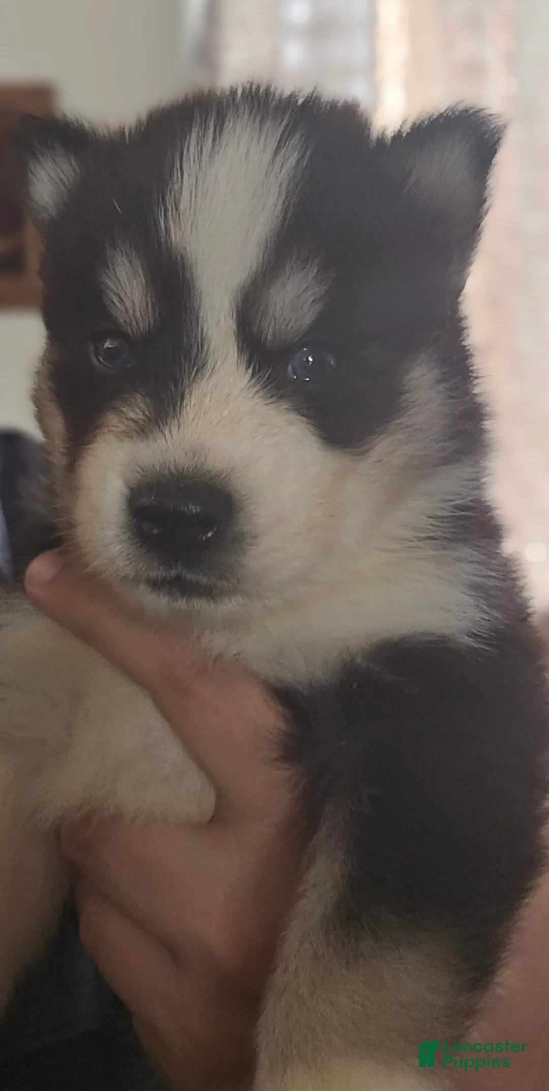 Siberian Husky dogs for sale: Rocky  - Ad 2