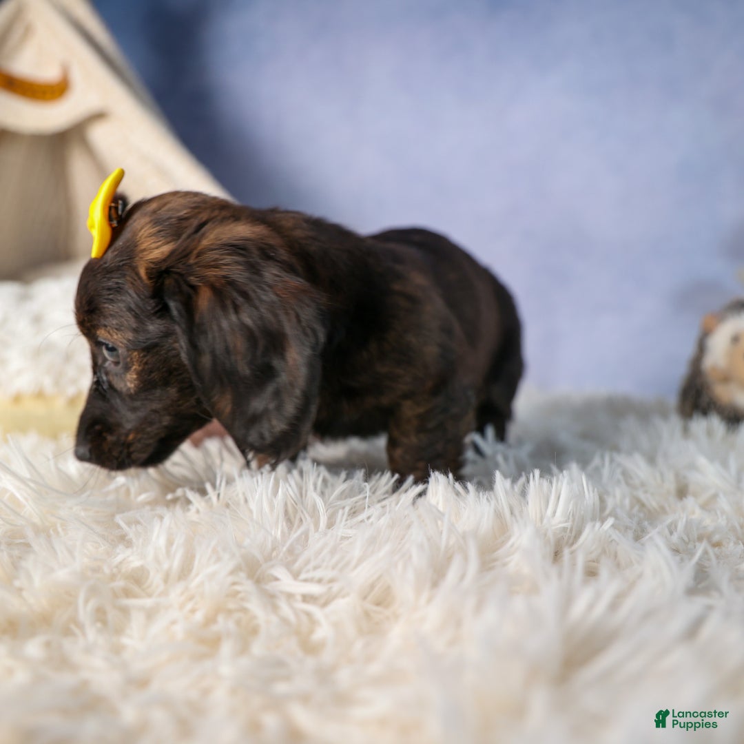 Miniature Dachshund dogs for sale: Cupcake - Ad 14