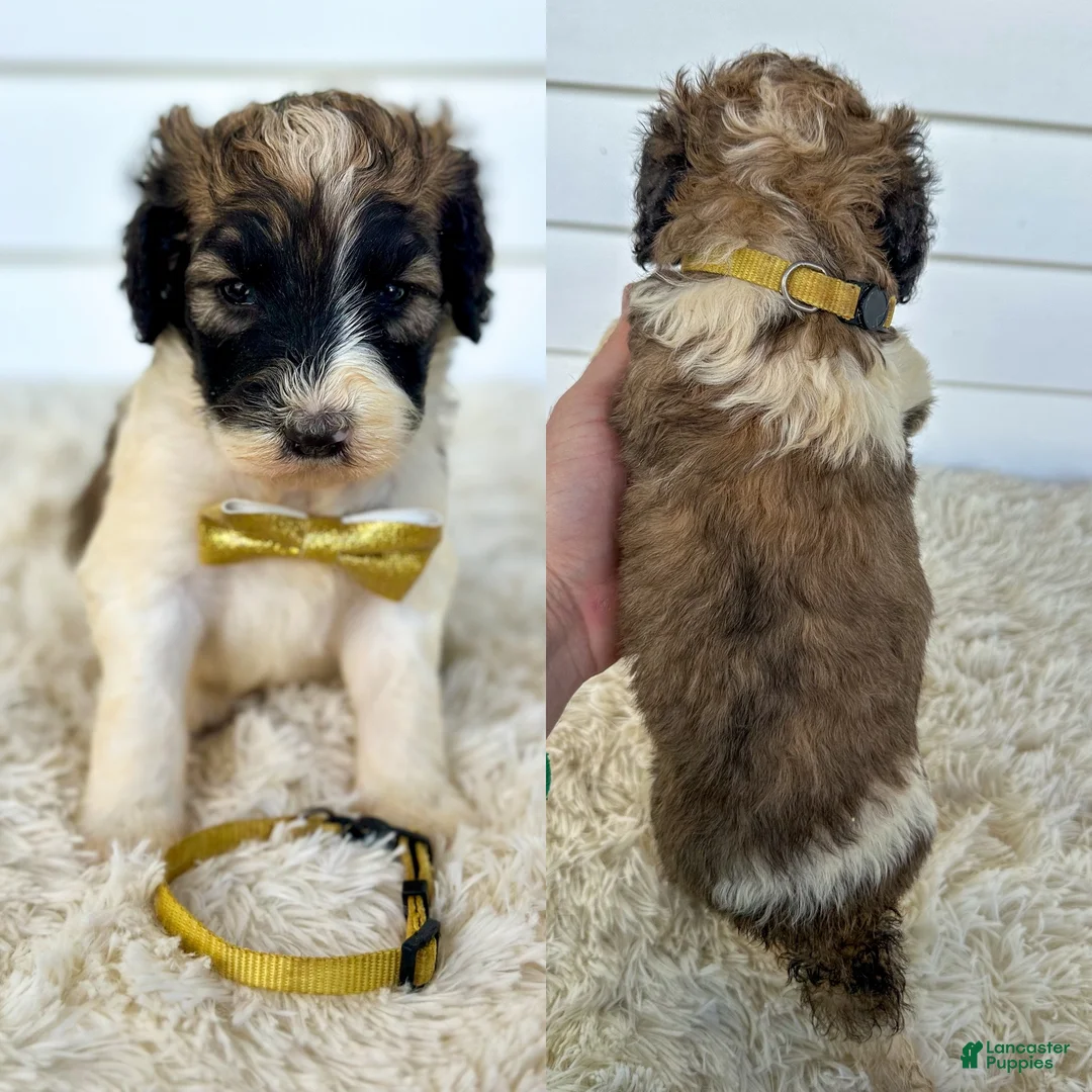 Saint Berdoodles dogs for sale: George - standard f1b - Ad 2