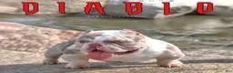 American Bully dogs for sale: Cinnamon  - Ad 2