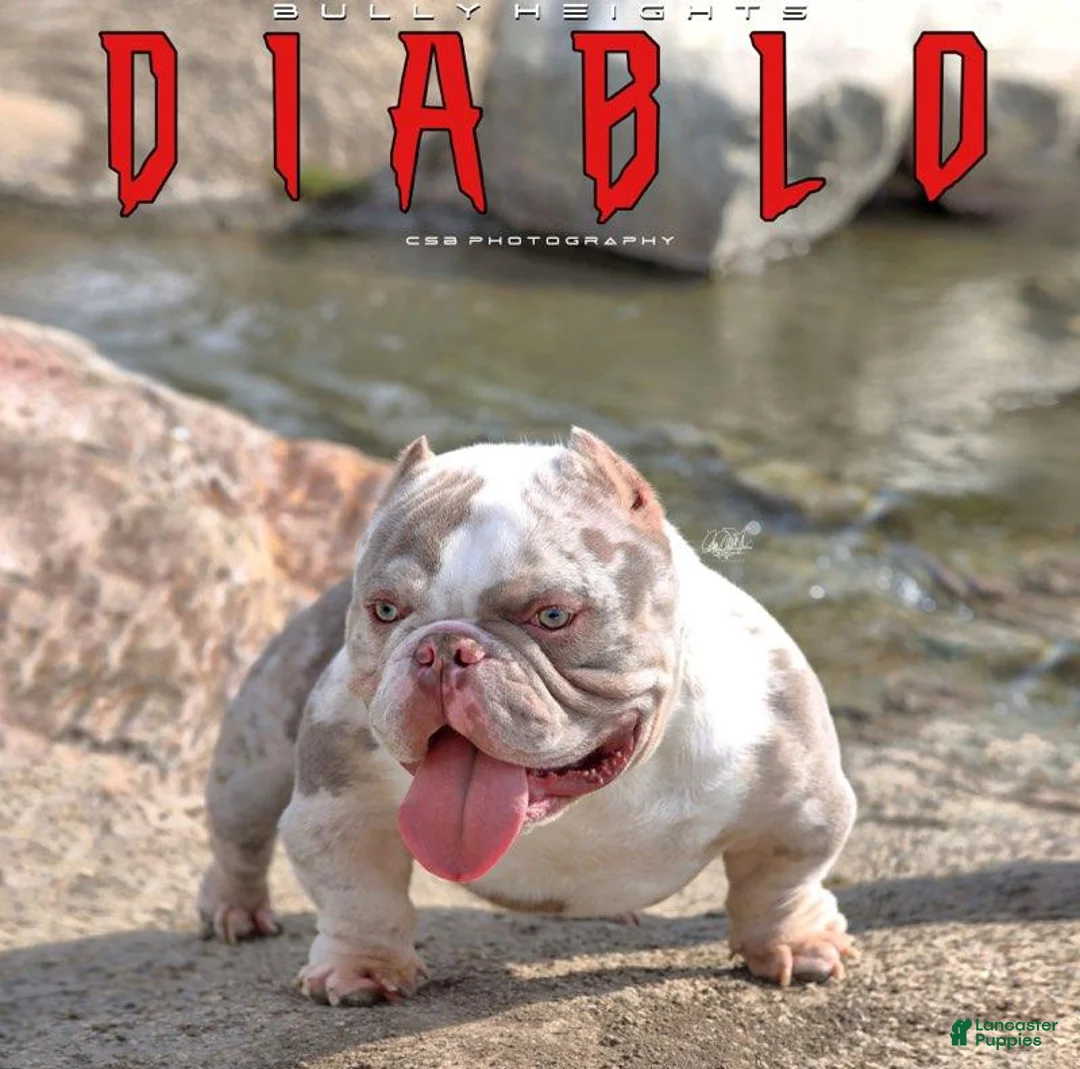 American Bully dogs for sale: Cinnamon  - Ad 2