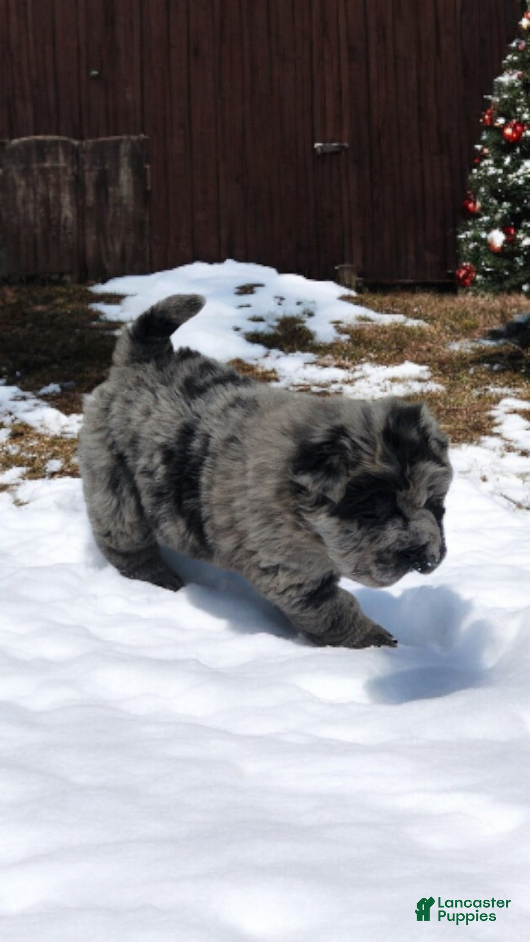 Shar Pei dogs for sale: Marla merle mini bear  - Ad 16