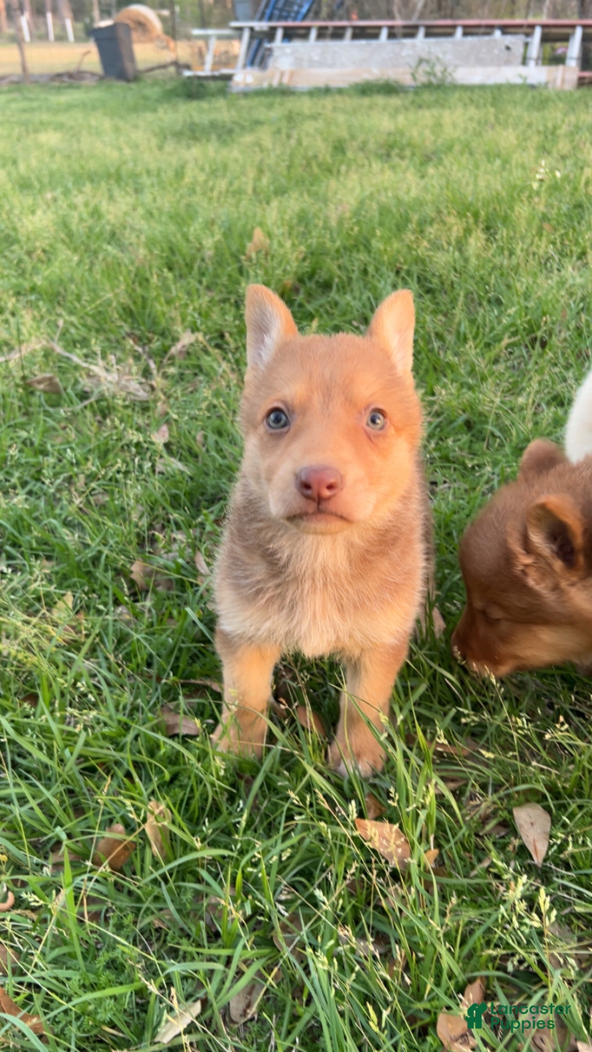 German Shepherd dogs Bella - Ad 27