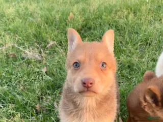 German Shepherd dogs for sale: Bella - Ad 3