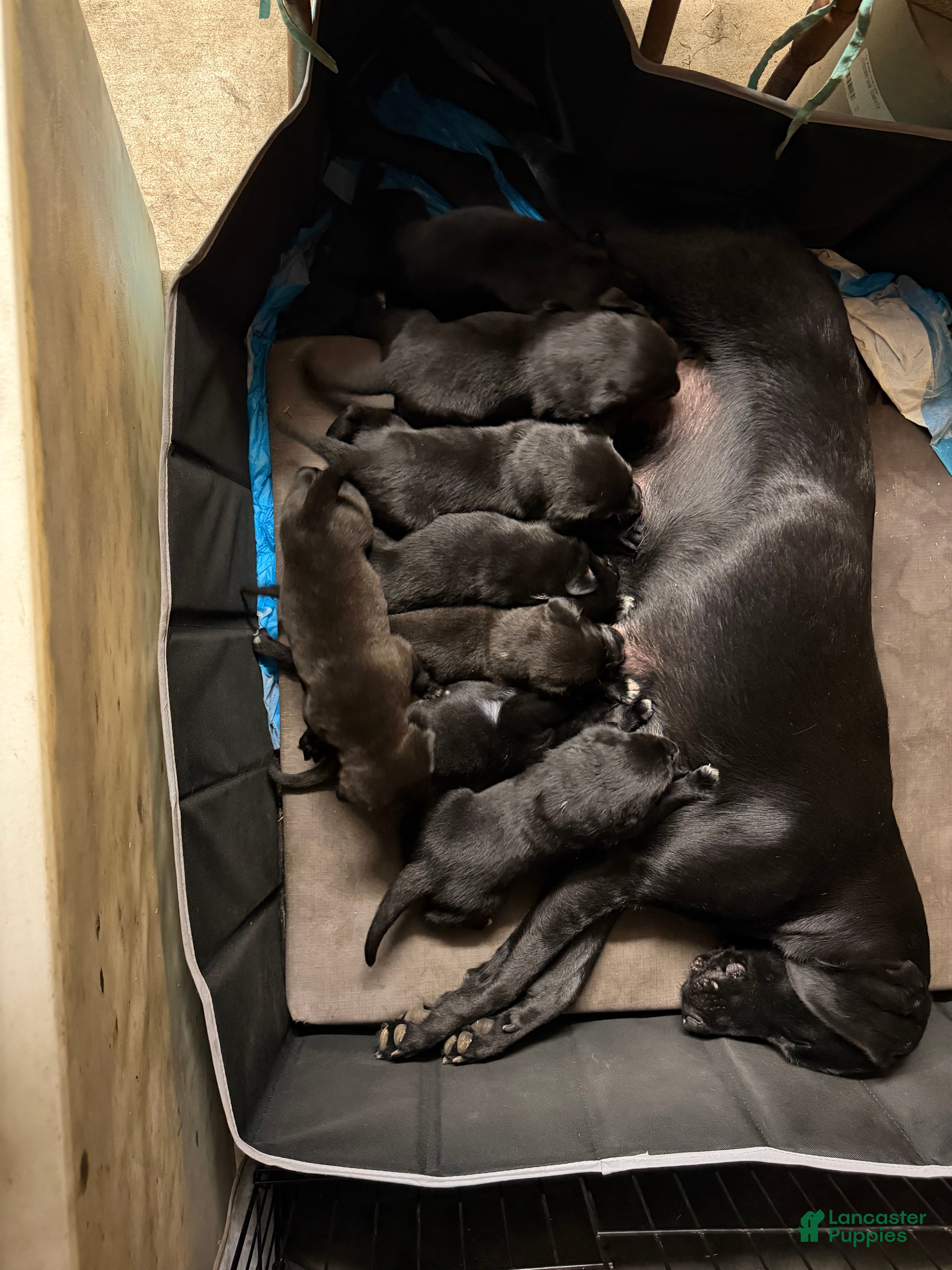 Mixed Breed dogs Mixed Breed 1 - Ad 1