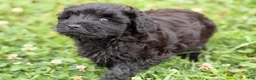 Schnoodle dogs for sale: Mike - Ad 3