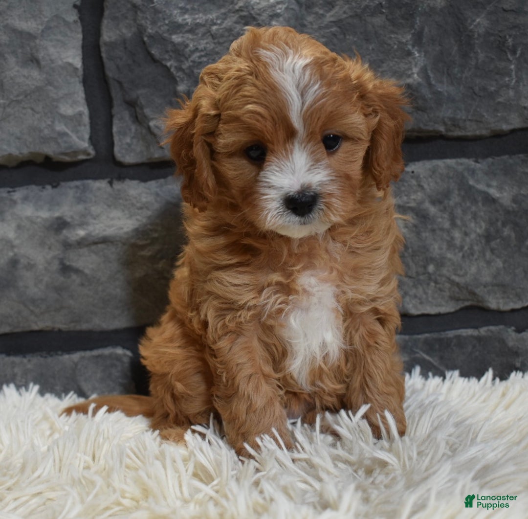 Cavapoo dogs for sale: Sophie  - Ad 2