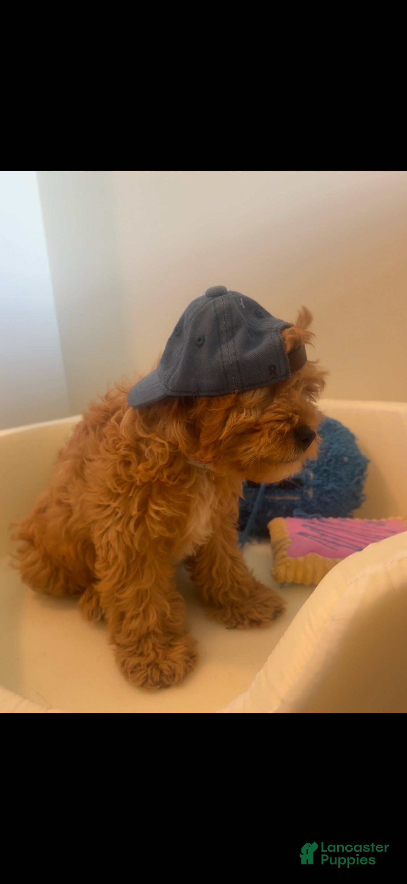 Cavapoo dogs Cavapoo Puppy 1 - Ad 16