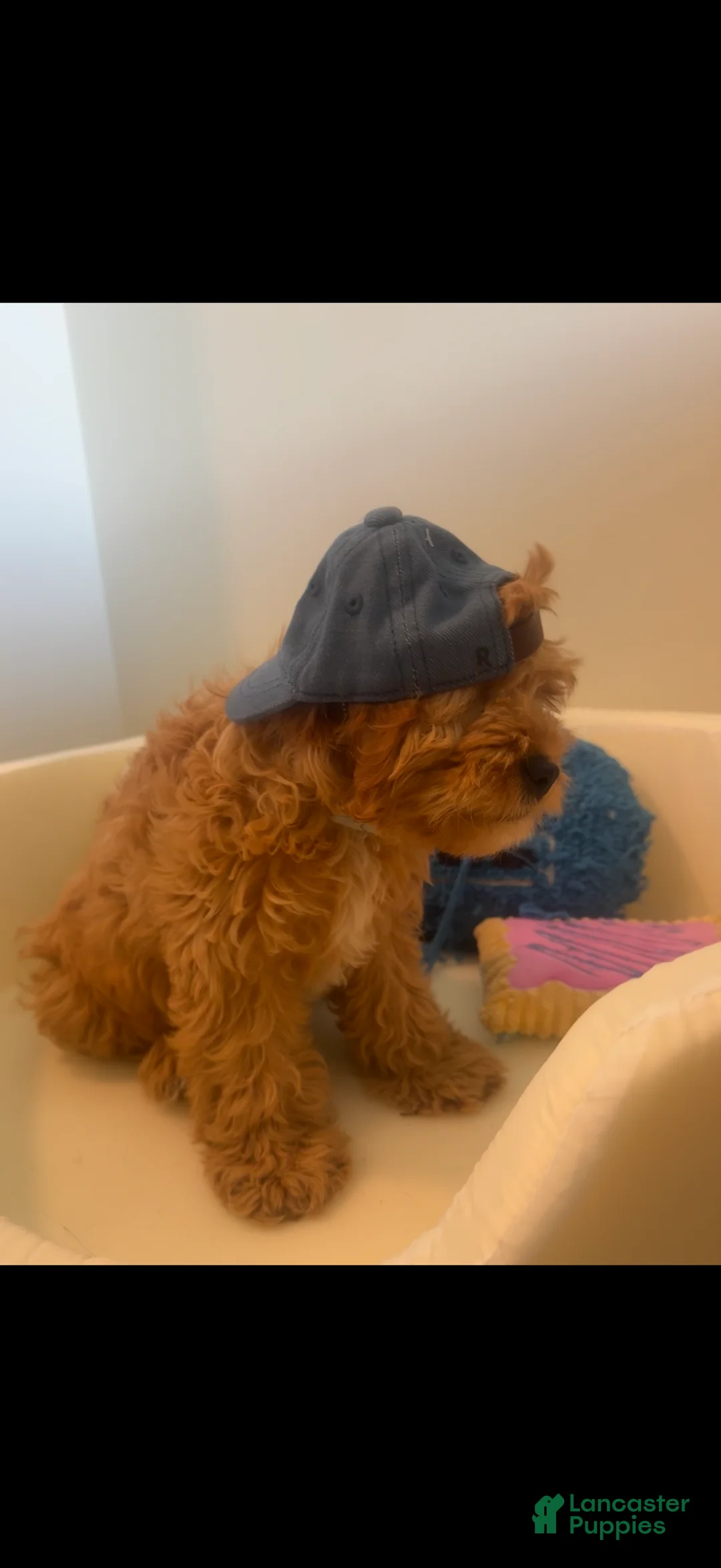 Cavapoo dogs for sale: Cavapoo Puppy 1 - Ad 1