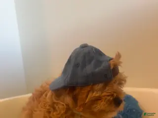 Cavapoo dogs Cavapoo Puppy 1 - Ad 16