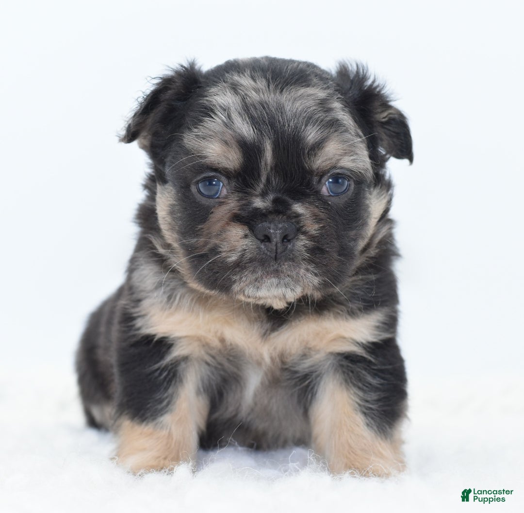 Mixed Breed dogs for sale: Chuck chocolate tri-color fluffy  - Ad 1