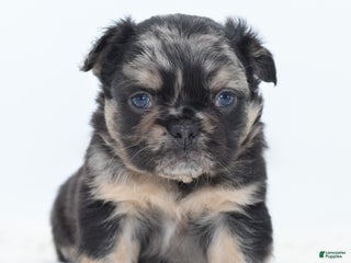 Mixed Breed dogs Chuck chocolate tri-color fluffy - Ad 5