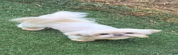 Shih Tzu dogs for sale: Bon Jovi  - Ad 7