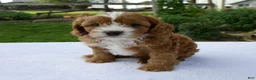Cavapoo dogs for sale: Raven - Ad 6