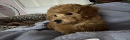 Miniature Poodle dogs for sale: Geo - Ad 3