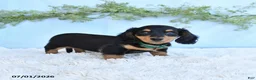 Miniature Dachshund dogs for sale: Rex - Ad 5