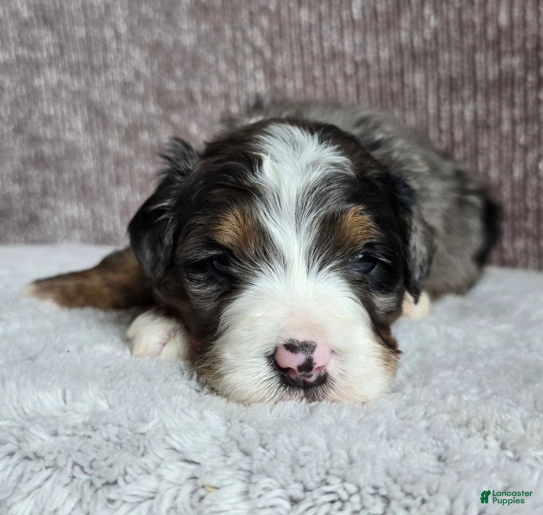Mini Bernedoodle dogs for sale: Mini Chief - Ad 7
