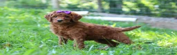 Standard Poodle dogs for sale: Lily AKC - Ad 3
