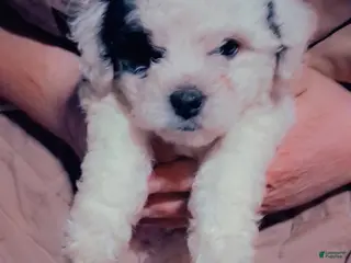 Shihpoo dogs Girl 1 - Ad 17