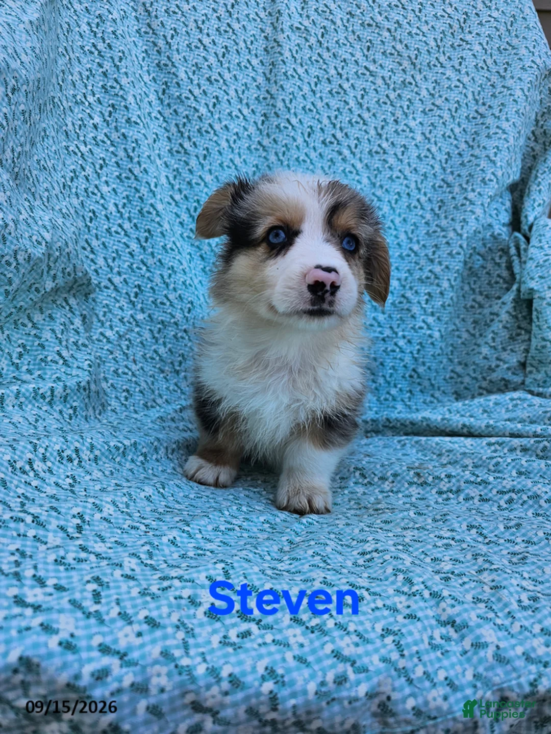 Welsh Corgi Pembroke dogs for sale: Steven - Ad 2