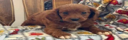 Cavapoo dogs for sale: mavis - Ad 5